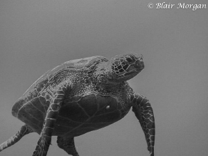 Very large Green Sea Turtle in Aitutaki, Cook Islands by Blair Morgan 